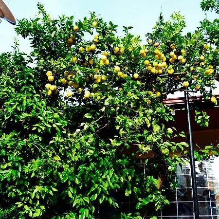 Magic Tulip Ολουντενίζ